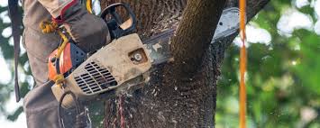 Best Emergency Tree Removal  in Mount Union, PA