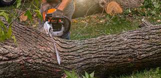 Best Root Management and Removal  in Mount Union, PA