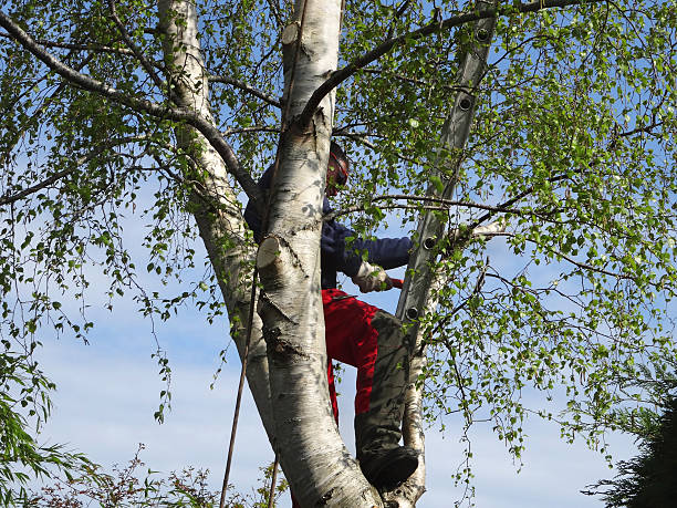 Best Tree Mulching  in Mount Union, PA